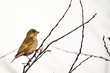 European Greenfinch Carduelis Chloris Ona Tree In Springs