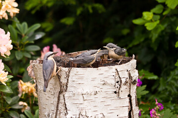 Young Nuthatches with mother