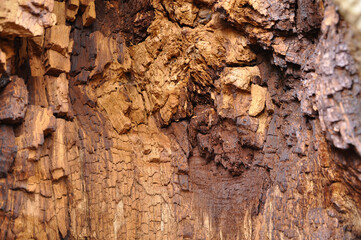 Tree Bark