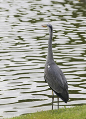 Heron