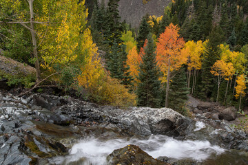 USA, Colorado, San Juan Mountains. Uncompahgre River cascade and autumn forest.