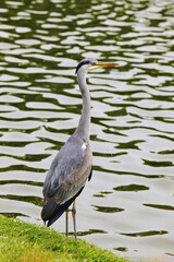 Heron