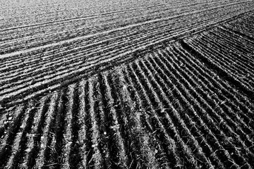 Fototapeta premium Field