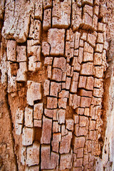 Bark