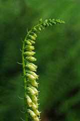 Yellow Foxglove, Digitalis Lutea