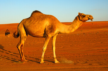 Dromedary Or Arabian Camel With Shackles Roaming In The Desert, Oman