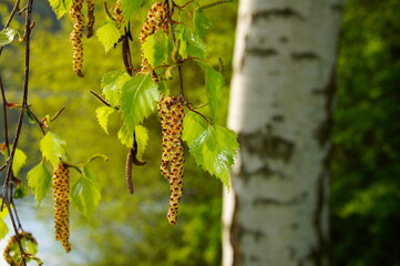 Birch Blossoms