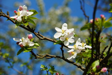 Apple Blossoms