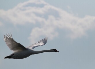 Swan Flying