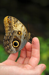 Fototapeta premium Tropical Owl Butterfly Sitting On A Hand