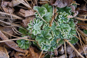 Fototapeta na wymiar Drops Of Ice On Leaves