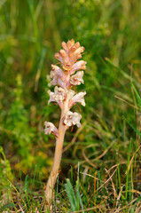 Broomrape Sp., Orobanche, Orobanchaceae