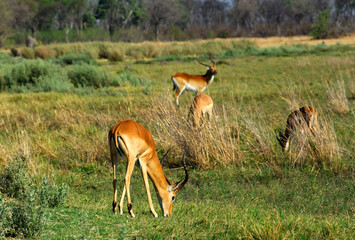 Grazing Impala, Aepyceros Melampus, Moremi National Park, Botswana