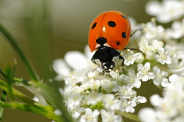 Ladybird, Coccinella Septempunctata, Coccinellidae