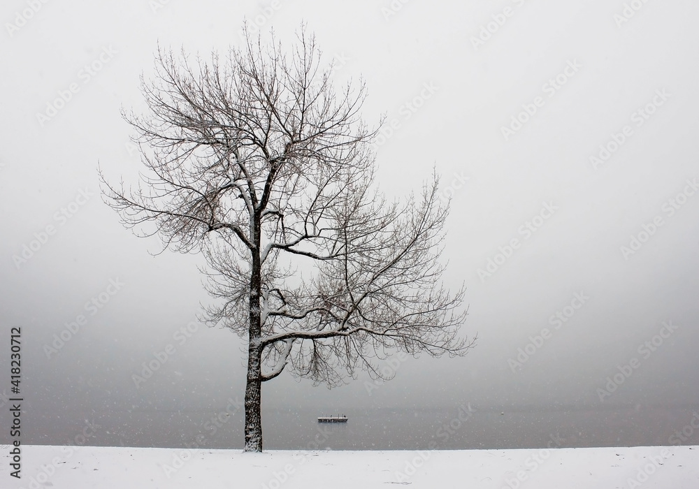 Wall mural wintertree