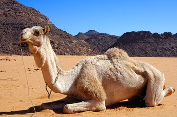Mehari Dromedary Resting On The Desert Sand, Acacus Mountains, Sahara Desert, Libya