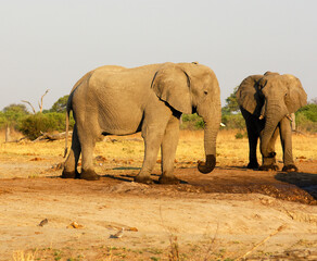 Naklejka premium Two Elephant Bulls With Worn-out Tusks, Savuti National Park, Botswana
