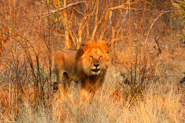 Hunting Male Lion In The Savanna, Savuti National Park, Botswana