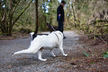 Man walking dogs on the hiking trail in the neighborhood park. Taken in Surrey, Greater Vancouver, British Columbia, Canada.