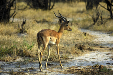 Male Impala Antilope, Aepyceros Melampus, Savuti National Park, Botswana