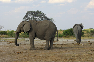 Fototapeta na wymiar Side Shot Of Two African Elephants, Savuti National Park, Botswana