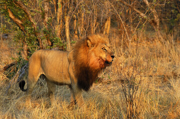 Fototapeta premium Hunting Male Lion In The Savanna, Savuti National Park, Botswana