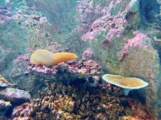 サンゴ礁