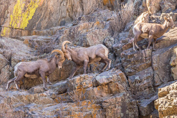 USA, Colorado, Waterton Canyon. Bighorn sheep rams fighting.