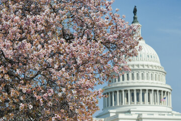 US Capitol Building and spring - Washington D.C. United States of America