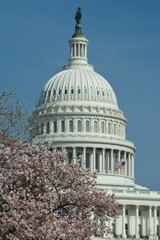 US Capitol Building and spring - Washington D.C. United States of America
