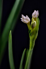 USA, Colorado, Fort Collins. Paperwhite flower plant close-up.