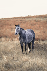 wild horse standing in field