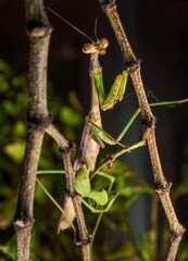 This close up photo shows the side view of a male Carolina mantis (Stagmomantis carolina) praying mantis insect trying to camouflages plants and looking towards the viewer. 