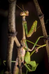 This macro image showcases a side view of a male Carolina mantis (Stagmomantis carolina) praying mantis insect hiding in plants and looking towards back towards the camera. 