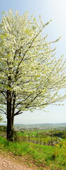 Fototapeta premium Half Flowering Cherry Tree