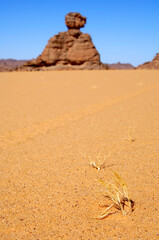 Sparse Desert Vegetation In A Stretch Of Sand In Front Of An Eroded Rock Pyramid
