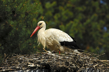 Nest With White Stork Against Dark Trees