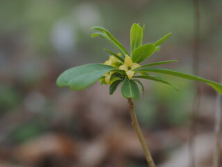 難波津の黄色い花