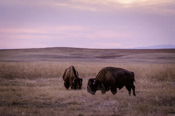 buffalo standing in field at sunset