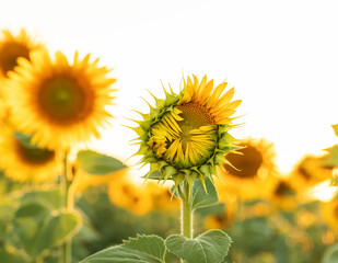 partially bloomed sunflower in the field against the sky.