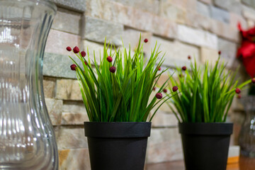 玄関に置かれた観葉植物