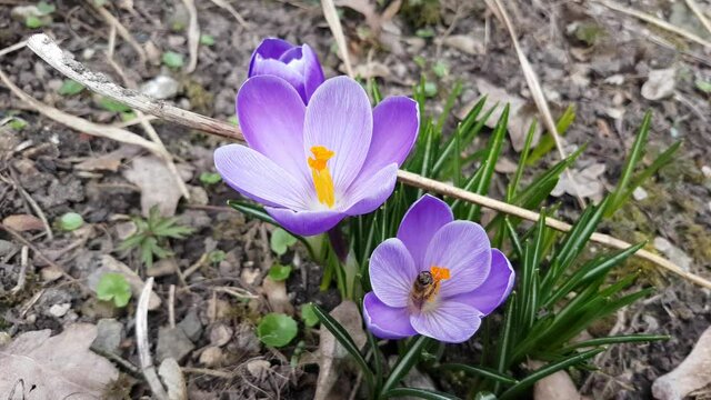 Bee collecting nectar on a purple saffron crocus, also called crocus vernus or Krokus