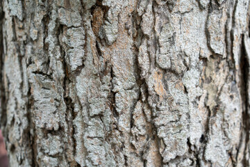 close up to the Bark of the tree