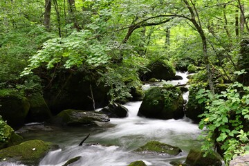 Obraz premium Oirase Mountain Stream, Aomori, Japan