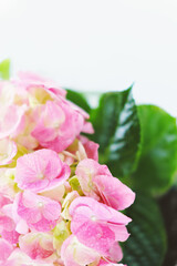 Obraz na płótnie Canvas Delicate green and pink Hydrangea inflorescences