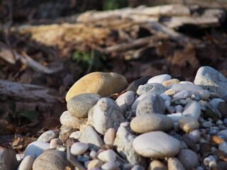Stones in a forest