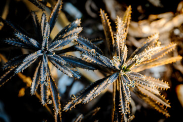 Close up picture of alder trees with morning light.