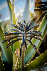 Close up picture of alder trees with morning light.