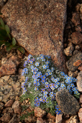 USA, Colorado, Mt. Evans. Alpine forget-me-not flowers.