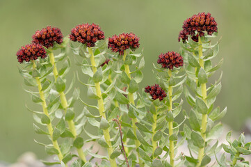 USA, Colorado, Stony Pass. King's crown flowers close-up.